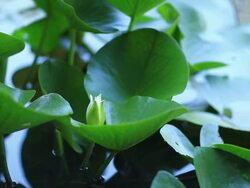 HD: Lotuses &amp; water lilies Stock Footage