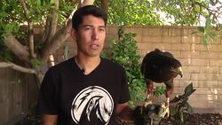 Trained Hawks Scare Away Pest Birds in LA News Clip