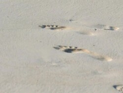 Washed out footprints 1 Stock Footage