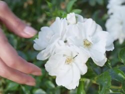 CU Shot of woman hand touches white rose / Portland, Oregon, United States  Stock Footage
