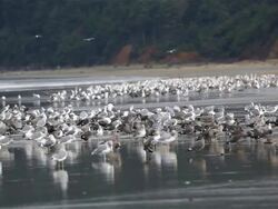 Seagulls Stock Footage