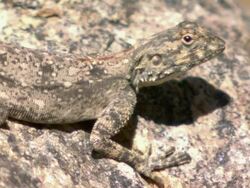 MS Shot of Highly camouflaged southern rock agama lying on rock and observing / Namaqualand, Northern Cape, South Africa Stock Footage