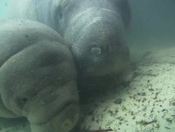 Manatee (Trichechus manatus) Baby, mother pushes it up, group chases, close up, Florida, North Atlantic Ocean  Stock Footage