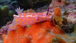 STEM Career Closeup: Marine Biologist, Author, and Documentary Filmmaker Instructional Video