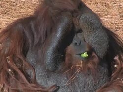 Orangutan eating broccoli Stock Footage