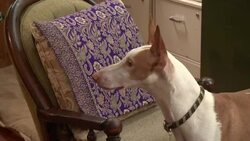 Sabu Stands interior Stock Footage