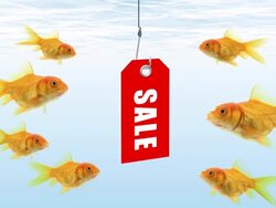 Goldfishes looking for sale Stock Footage