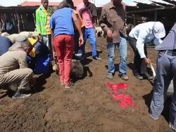 Preparations Are Being Made In Qunu Ahead Of the Funeral For Nelson Mandela Stock Footage