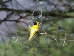 MS Spekes weaver male looking branches to Built nest in bogoria park / National Park, Africa, Kenya Stock Footage