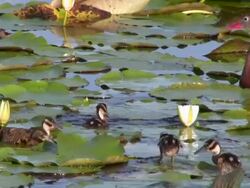 Baby Ducks in Lily Pads Stock Footage