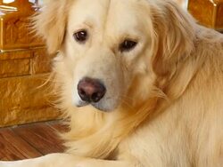 Curious Face Golden Retriever Dog Stock Footage