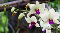 orchids Stock Footage
