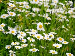 MS Shot of flowery meadow with marguerite, Chrysanthemum / Losheim, Saarland, Germany Stock Footage