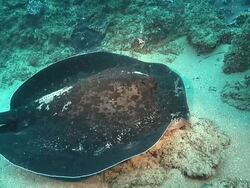 MS Shot of Single round ribbontail ray resting on sea floor / Sodwana Bay, KwaZulu Natal, South Africa Stock Footage