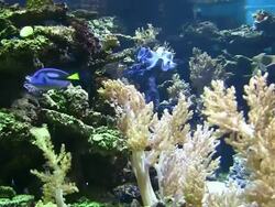 Coral colony Stock Footage