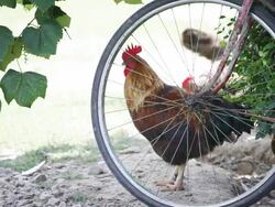 HD: Rooster Stock Footage