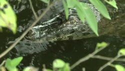 Alligator scampi, sausages and steak on the menu for fans visiting south west venue News Clip