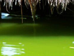 StrawRoofAndGreenWater Stock Footage