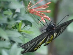 Golden Birdwing Butterfly (Troides aeacus) Stock Footage