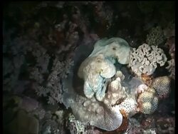 MS Pair of Octopus, moving across coral, changing colour, Layang Layang, Malaysia Stock Footage