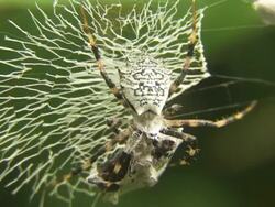 Juvenile Orb web spider eating Stock Footage