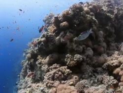 Coral And Fish Stock Footage