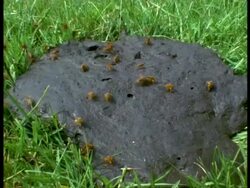 MS High angle, Many Yellow Dungflies (Scatophaga stercoraria) buzzing on cowpat, England Stock Footage
