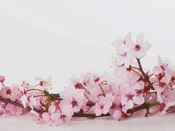 HD DOLLY: Honey Spa Still Life Stock Footage