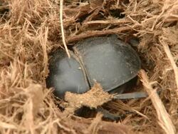 MS Shot of flightless dung beetle burrowing into elephant dung / Port Elizabeth, Eastern Cape, South Africa Stock Footage