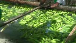 Peru, Sullana, banana processing Stock Footage