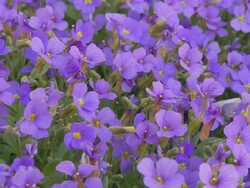 HD DOLLY: Wild Pansies Stock Footage
