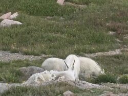 MS Shot of three mountain goat kids with one jumping and kicking in mid air / Idaho Springs, Colorado, United States Stock Footage