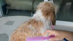 Bathing dogs Stock Footage