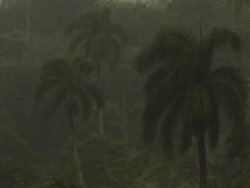 Tropical Rain Stock Footage