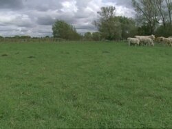 Iffley Meadows with cows grazing, Oxford, UK, pan and crane, spring (part of time lapse seasonal series) Stock Footage