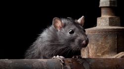 The 12 Days of Evolution - Complete Series! Instructional Video