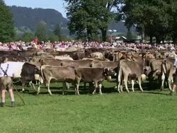 MS Tourist watching group of cattles and farmer leading to cattles / Oberstdorf, Bavaria, Germany Stock Footage