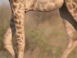 CU TS PAN TU Griraffe feet as it walking  / Central Kalahari Game Reserve, Botswana Stock Footage