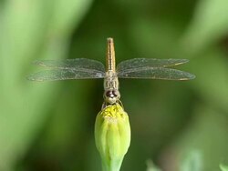 Dragonfly Stock Footage