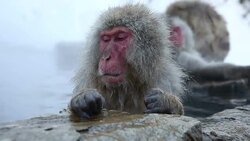 HD VDO: Snow Monkey Stock Footage