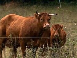 CU ZO ZI MS Domestic cattle standing in field / Rhone-Alpes, France Stock Footage