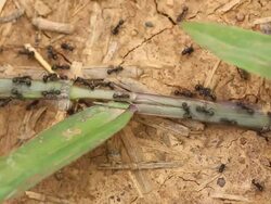 Colony of Black Ant Stock Footage