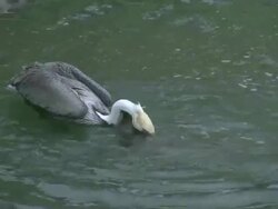 Pelican Diving for Fish Stock Footage
