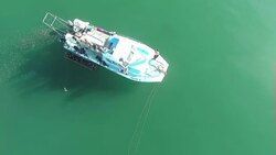 Drone aerials of sharks at sea News Clip