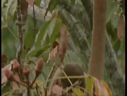 MCU Tilt down, Woolly Monkey hanging in tree, feeding on fruit, South America Stock Footage