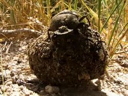 Dung Beetle Stock Footage