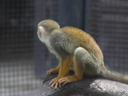 Monkey. Stock Footage