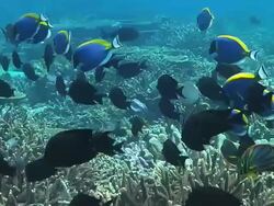 MS School of Melas Angelfish (centropyge tibicens, aka Keyhole Angelfish)with few Powder Blue Tangs (acanthurus leucosternon) swimming over reef / South Africa Stock Footage