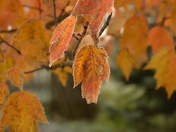 MS R/F Shot of orange leaves / Ann Arbor, Michigan, United States Stock Footage