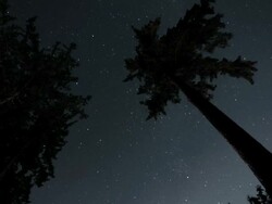 Trees and Stars Stock Footage